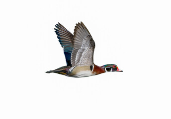 male wood duck drake Aix sponsa flying showing beautiful red, blue, purple, green, chestnut ...