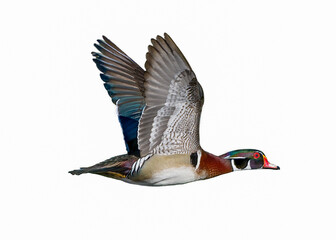 male wood duck drake Aix sponsa flying showing beautiful red, blue, purple, green, chestnut  colors. Wings up with great feather detail of the under wing. Isolated white cutout with copy space