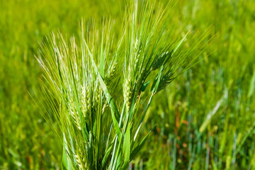 Green ears of young rye. Agricultural background.