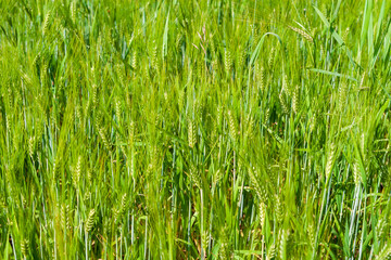 Green ears of young rye. Homogeneous agricultural background from fresh green ears of cereals.