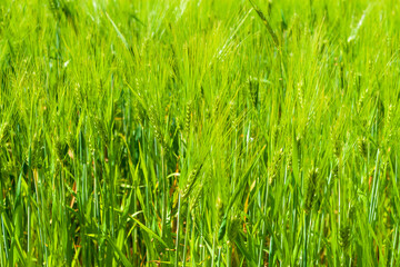 Agricultural background from fresh green ears of cereals. Green ears of young rye.