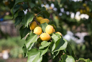 Apricot tree branch in the garden
