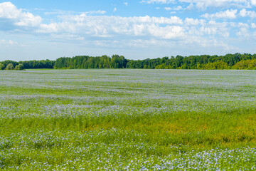 Fototapeta premium A large flax field with a forest in the background. Blue field of flowering flax.