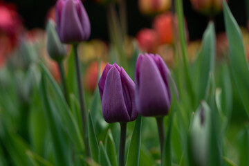tulips in the garden