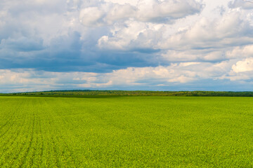 Obraz premium Green agricultural field receding into the distance. A field of young rye with a forest belt on the outskirts.