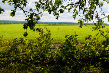 Forest on the edge of an agricultural field. View of the agricultural field from the depths of the forest.