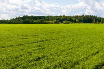 Agricultural field with forest on the outskirts. Green field brightly lit by the sun.