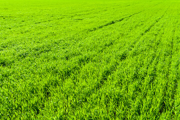 Obraz premium Spring wheat field in spring. Bright green natural background. Brightly lit green grass. Agricultural background.