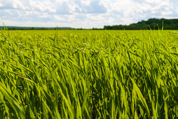 Agricultural field with forest on the outskirts. Young spring barley close-up.