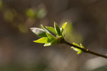 buds of a tree