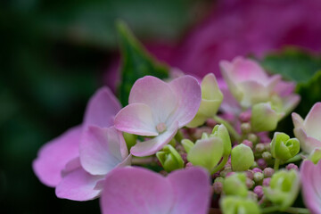 pink and white flowers