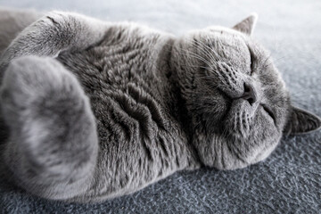 Fototapeta premium kot rasowy brytyjski, niebiesko włosy, krótkowłosy