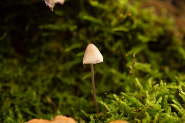 mushroom in the grass