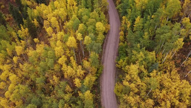 Autumn in the forest - Vail, Colorado