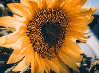 close up of sunflower