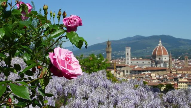 beautiful roses in bloom with blue sky in a garden in Florence and the famous Cathedral of Santa Maria del Fiore in the background