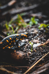 Salamander moss on the ground