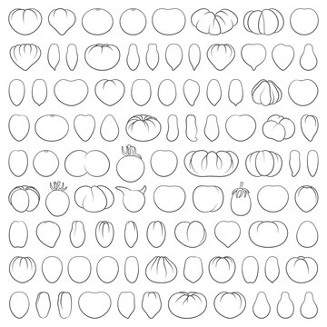 Set of black and white illustrations with tomatoes of various varieties and shapes. Isolated vector objects on a white background.