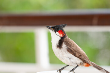 The red-eared bulbul ( Pycnonotus jocosus ) - He is a trusting, beautifully singing bird. He takes a bath every day.