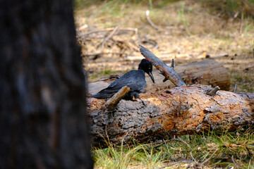 Woodpecker hammers fallen tree looking for food.