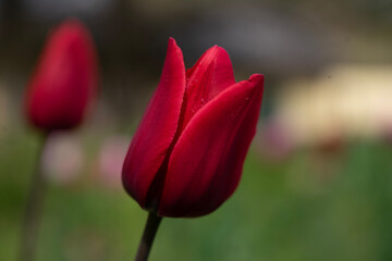 red tulip flower