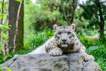snow leopard in tree at the zoo