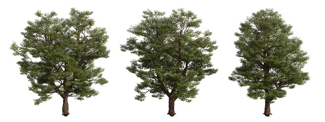 acer platanoides tree isolated on transparent background , tree 3d render