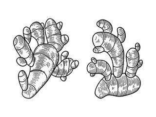 Ginger. Hand drawn vector illustrations.