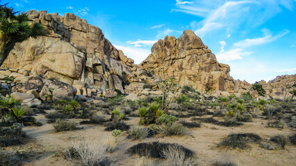 Fototapeta premium Joshua Tree National Park Landscape