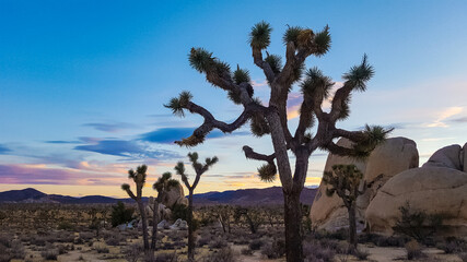 Joshua Trees in Joshua Tree National Park