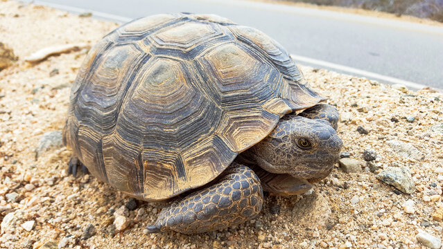 Desert Tortoise Close-up