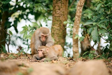 Beautiful view of Rhesus monkeys or Macaca in Shing Mun Reservoir, Hong Kong © Ted17/Wirestock Creators