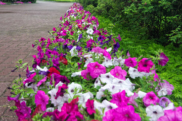 Fototapeta premium petunias in the park
