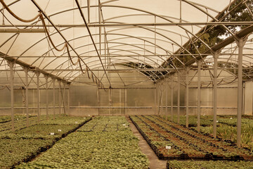 Boxes with seedlings in a nursery