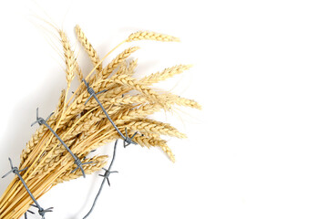 Obraz premium Wheat ears are entangled with barbed wire.