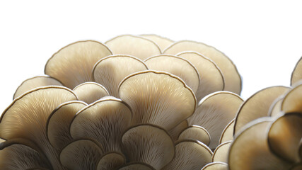 Oyster mushrooms isolated on transparent background