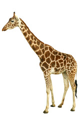 giraffe isolated on a transparent background - obrazy, fototapety, plakaty