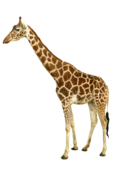 Zelfklevend Fotobehang giraffe isolated on a transparent background © dimdiz