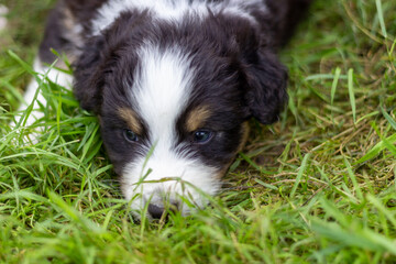 Berger Australien noir