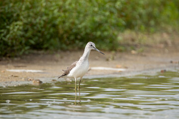 Sandpiper walking on the shore