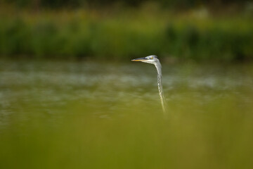 grey heron head