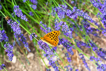 Close up on a silver-washed fritillary, Argynnis paphia, on a lavender stem