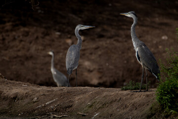 Three herons standing on a shore