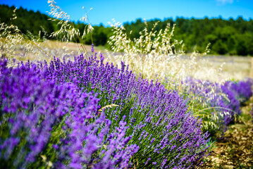 Close up view on a lavender bush and weeds