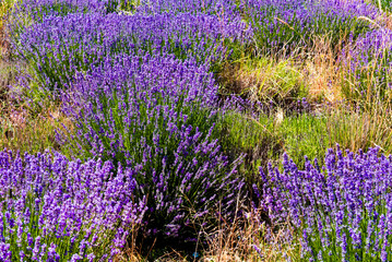 Lavender bushes in the middle of weeds