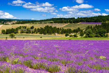 Fototapeta na wymiar Fields of lavender on the Albion plateau, France