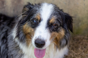 Berger Australien bleu merle