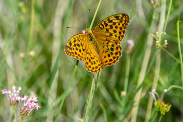 papillon jaune