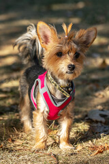 Mini Yorkshire Terrier dog in the park closeup