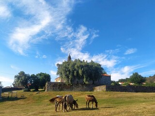 Caballos en Sabucedo, Galicia